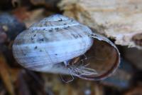 Cernuella aginnica