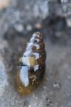 Cochlicopa lubrica