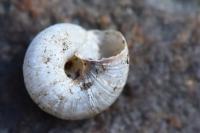 Xeroplexa intersecta