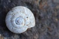 Xeroplexa intersecta