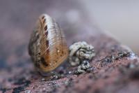 Xeroplexa intersecta