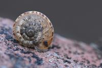 Xeroplexa intersecta