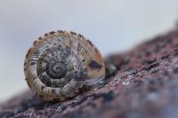 Xeroplexa intersecta