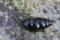 Cochlicopa lubrica
