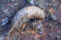 Deroceras reticulatum