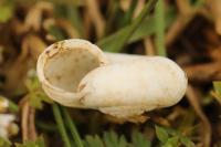 Cernuella aginnica