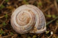 Cepaea nemoralis