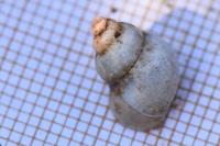Bithynia tentaculata