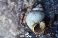 Bithynia tentaculata