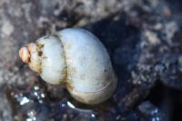 Bithynia tentaculata