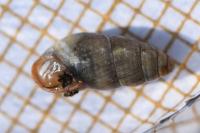 Cochlicopa lubrica