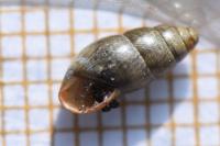 Cochlicopa lubrica