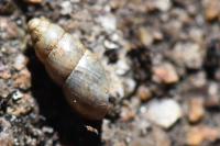 Cochlicopa lubrica