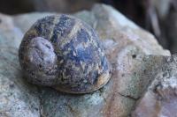 Cornu aspersum