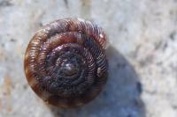 Gonyodiscus rotundatus