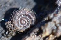 Helicodonta obvoluta