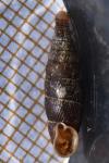 Macrogastra rolphii