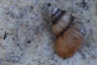 Pomatias elegans