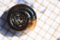 Bathyomphalus contortus