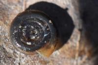 Bathyomphalus contortus