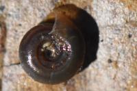 Bathyomphalus contortus