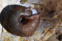 Helicodonta obvoluta