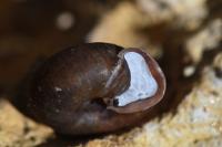 Helicodonta obvoluta