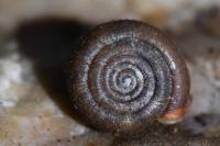 Helicodonta obvoluta
