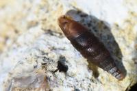 Macrogastra rolphii