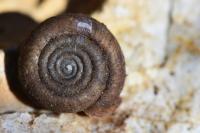 Helicodonta obvoluta