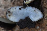 Arion fasciatus