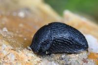 Arion hortensis
