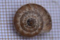Cernuella aginnica