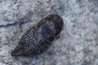 Deroceras reticulatum