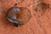 Phenacolimax major