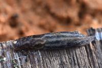Limax maximus