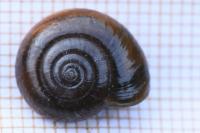 Oxychilus draparnaudi