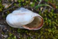 Monacha cartusiana