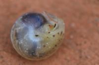 Hygromia cinctella