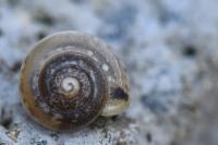 Hygromia cinctella