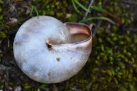 Monacha cartusiana