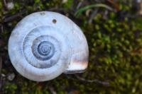 Monacha cartusiana