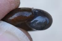 Oxychilus draparnaudi