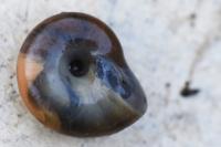 Oxychilus draparnaudi