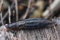 Limax maximus