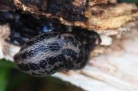 Limax maximus