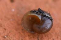Phenacolimax major
