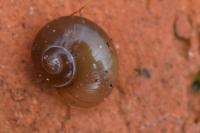 Phenacolimax major
