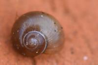 Phenacolimax major