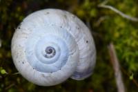 Cernuella aginnica